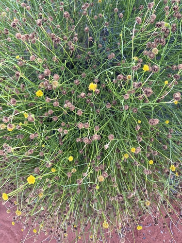 Calotis observed 2026-10-19