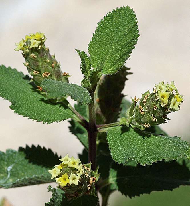 Aloysia barbata