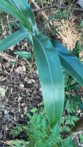 Alpinia zerumbet observed 2026-10-19