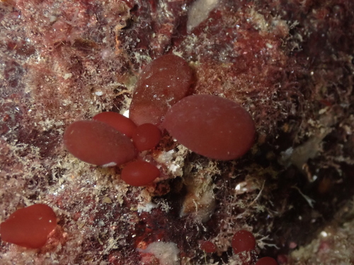 Botryocladia observed 2026-10-18