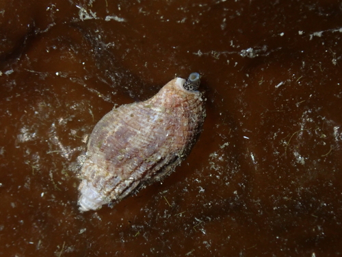 Amphissa columbiana, 2026-10-18