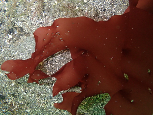 Sparlingia pertusa observed 2026-10-18