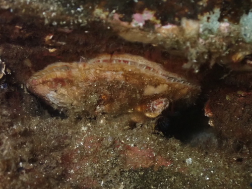 Pododesmus macrochisma, 2026-10-18