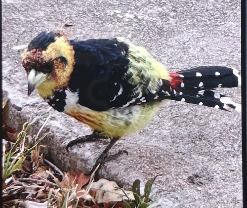 iNaturalist image