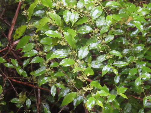 Geniostoma rupestre observed 2026-10-15