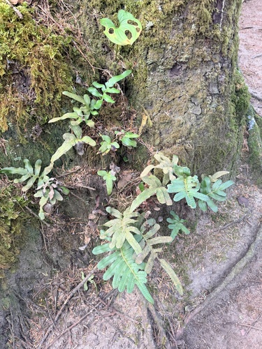 Polypodium scouleri observed 2026-10-18
