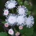 Ageratina viscosissima - Photo (c) jrebman,  זכויות יוצרים חלקיות (CC BY-NC), הועלה על ידי jrebman
