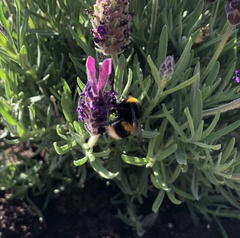 Bombus terrestris