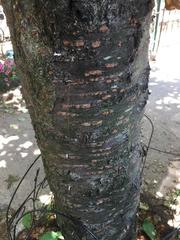 Prunus serrulata