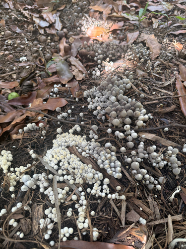 Coprinus observed 2026-10-19