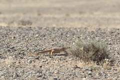 Varanus griseus caspius