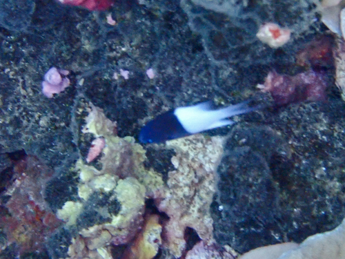 Chromis iomelas observed 2026-10-12