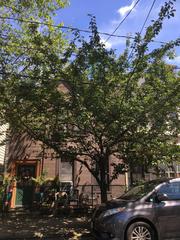 Prunus serrulata