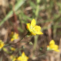 Hesperolinon breweri