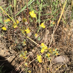 Hesperolinon breweri