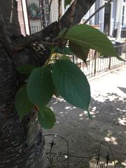 Prunus serrulata