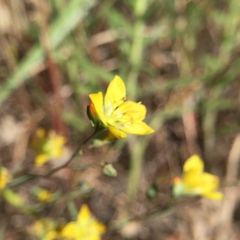 Hesperolinon breweri