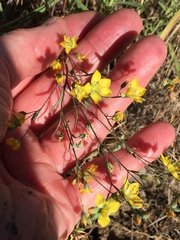 Hesperolinon breweri