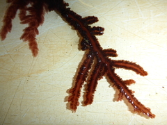 Neoptilota densa