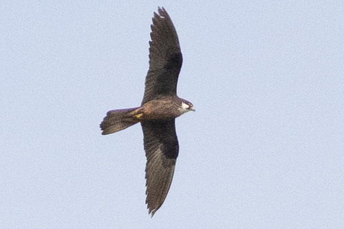 iNaturalist image