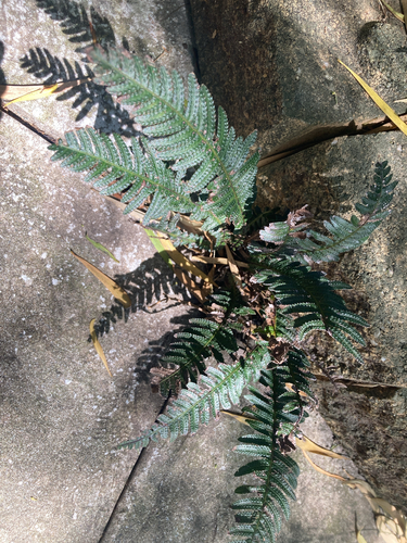 Doodia aspera observed 2026-10-20