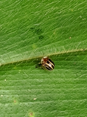 Image of Agroiconota propinqua
