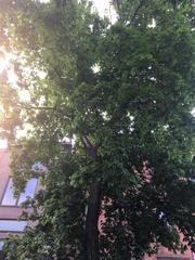 Acer