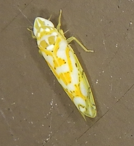 Limassolla dangjinensis