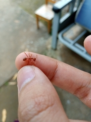 Oecophylla smaragdina