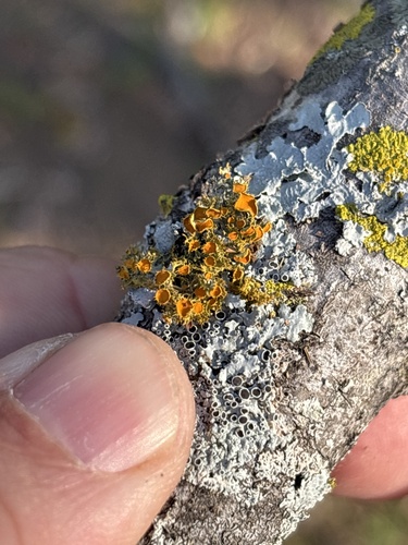 Golden-eye Lichen