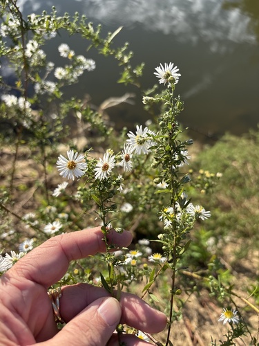 Whitehouse's Aster