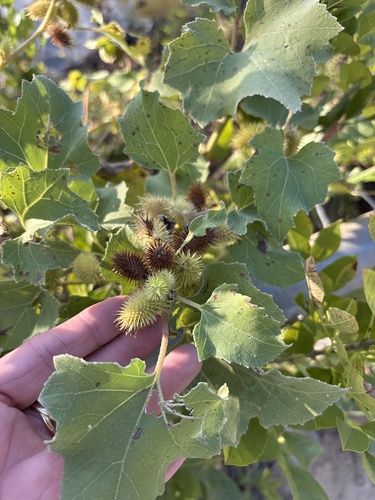 rough cocklebur