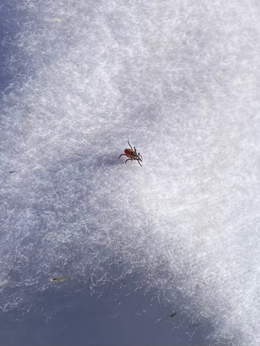 Eastern Black-legged Tick