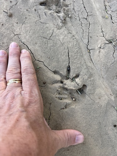 Virginia Opossum