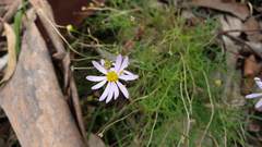 Brachyscome multifida