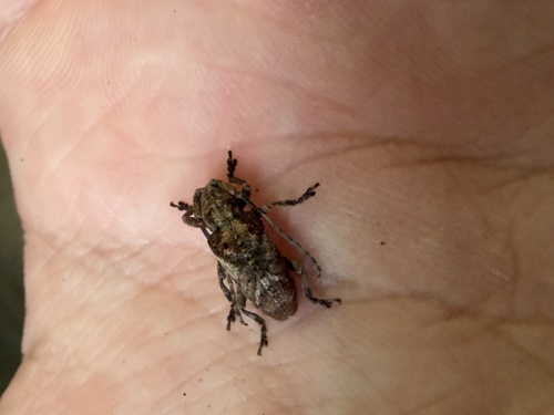 Pterolophia observed 2026-10-20