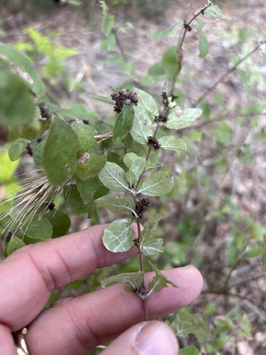 coralberry