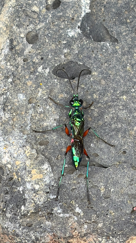 Ampulex compressa, 2026-10-10