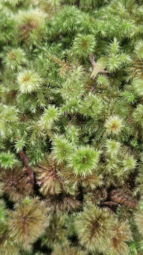 Mniodendron colensoi observed 2026-10-19
