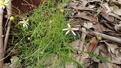 Brachyscome multifida