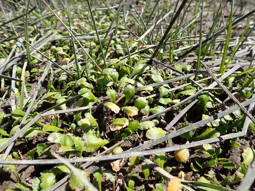 Leptinella dioica observed 2026-10-19