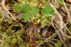 Trifolium microdon