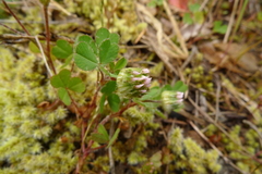 Trifolium microdon