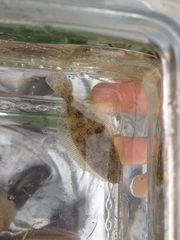 Paralichthys californicus