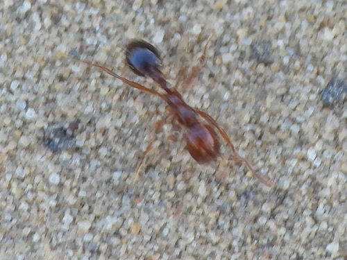 Red Imported Fire Ant