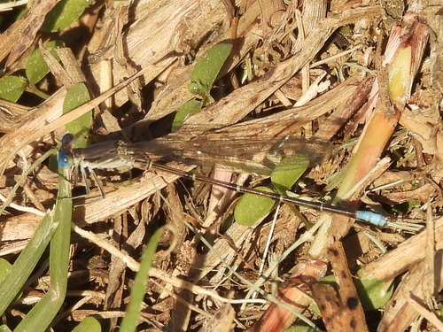 Blue-fronted Dancer