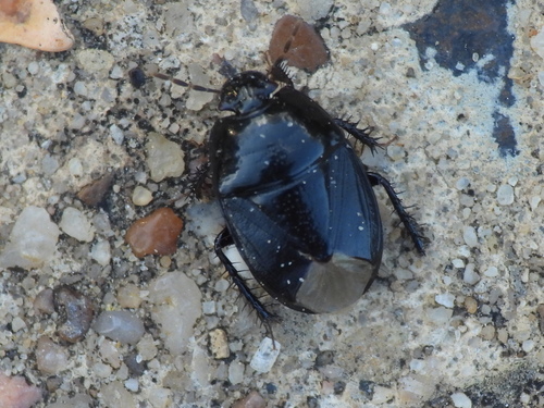 Two-lined Burrowing Bug