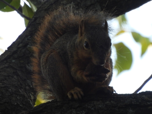 Eastern Fox Squirrel