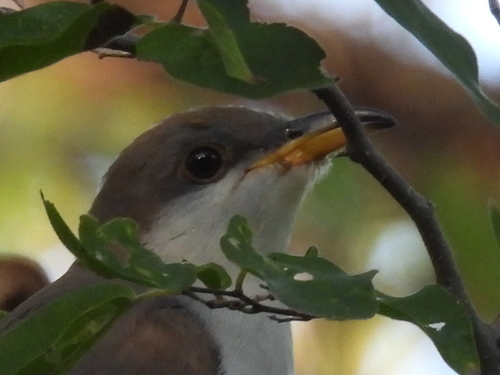Yellow-billed Cuckoo