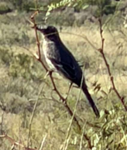 Sage Thrasher